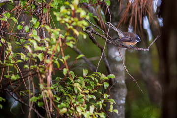 New Zealand Fantail