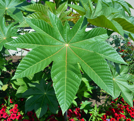 Ricinus communis, the castor bean or castor oil plant is a species of perennial flowering plant in...