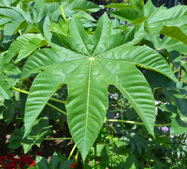 Ricinus communis, the castor bean or castor oil plant is a species of perennial flowering plant in...