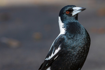 Closeup portrait of Australian magpie
