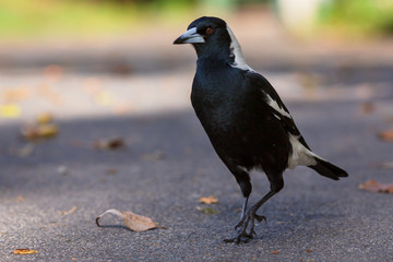 Closeup portrait of Australian magpie
