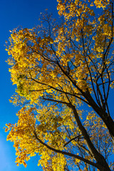 Colourful yellow autumn leaves against a deep blue sky