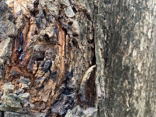 The closed up image of a surface or a texture of a large tree trunk in a health park