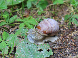 Weinbergschnecke