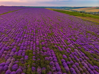 Fototapeta premium Piękny obraz pola lawendy Letni krajobraz zachód słońca. Dron powietrzny.