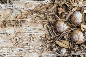 Snail shells on a wooden tree bark, dry woody plants.