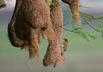 Baya weaver (Ploceus philippinus) with Nesting Colony