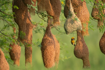 Baya weaver (Ploceus philippinus) with Nesting Colony