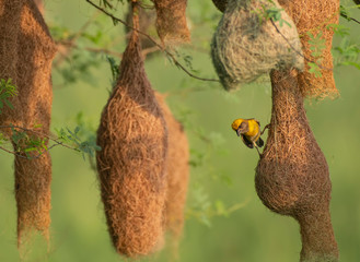 Baya weaver (Ploceus philippinus) with Nesting Colony