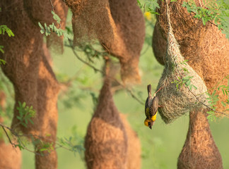 Baya weaver (Ploceus philippinus) with Nesting Colony