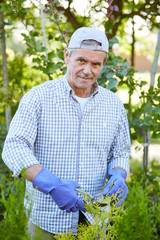 Waist up portrait of mature man trimming bushes and looking at camera while gardening