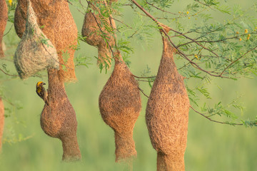 Baya weaver (Ploceus philippinus) with Nesting Colony