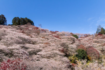 小原の四季桜・紅葉／愛知県豊田市