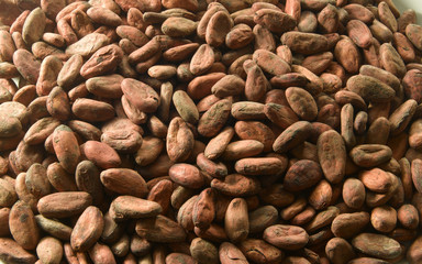 cacao