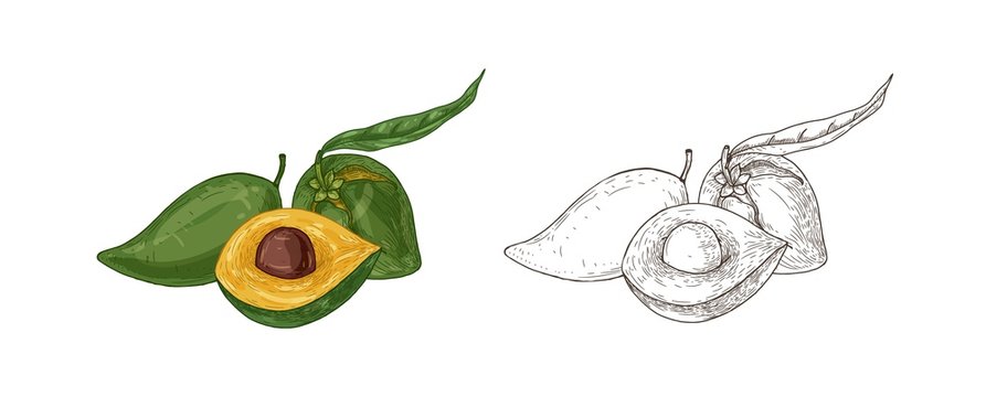 Set of colorful and monochrome drawings of lucuma fruit with leaf