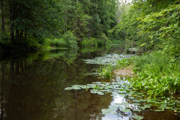 river in the forest