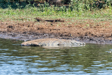 Nile crocodile in Sunset Dam