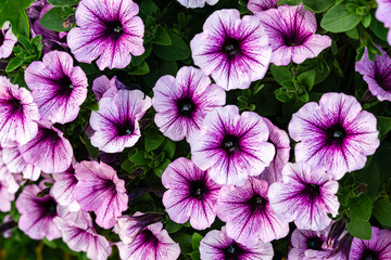 Soft close-up of beautiful colorful blooming petunia flowers (Petunia hybrida) with purple and white petals. Summer flower landscape, fresh wallpaper and nature background concept