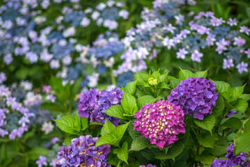 花のボケをバックに赤紫と紫色の紫陽花の花
