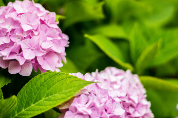 Beautiful pink hydrangea or hortensia flower close up. natural background. summer flowers. copy space.