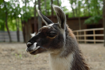 Portrait of a brown lama with big eyes. Kind mammals of the camelid family