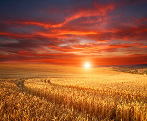 Obraz premium Impressive dramatic sunset over field of ripe wheat, colorful clouds in sky, crop season agricultures grain harvest