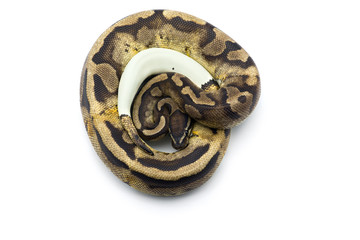 The royal python isolated on white background