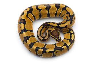 The royal python isolated on white background