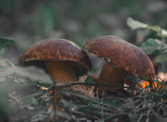 Two mushroom scene. Autumn forest mushrooms. Mushrooms