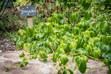 Frische Kräuter im Kräutergarten