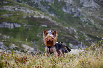 small happy dog watching mountains, sunny day, lots of clouds