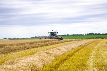 combine harvester working on wheat field