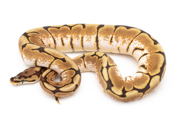 Ball Python Snake Reptile isolated white background