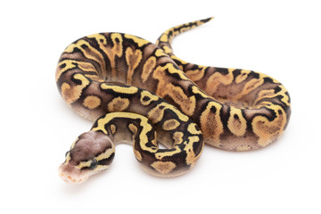 Naklejka premium Ball Python Snake Reptile isolated white background
