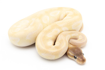 Ball Python Snake Reptile isolated white background