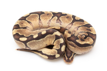 Ball Python Snake Reptile isolated white background