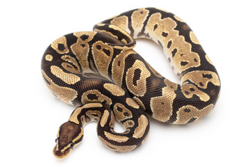 Ball Python Snake Reptile isolated white background