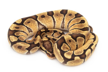 Ball Python Snake Reptile isolated white background