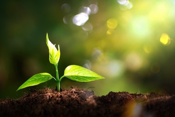 Growth of new life on  background