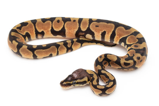 Ball Python Snake Reptile isolated white background