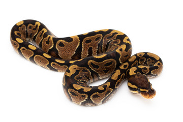 Ball Python Snake Reptile isolated white background