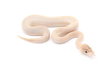 Obraz premium Ball Python Snake Reptile isolated white background
