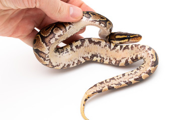 Ball Python Snake Reptile isolated white background