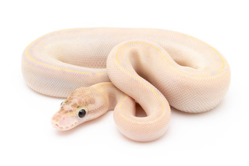 Ball Python Snake Reptile isolated white background