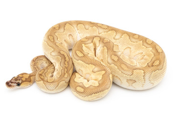 Ball Python Snake Reptile isolated white background