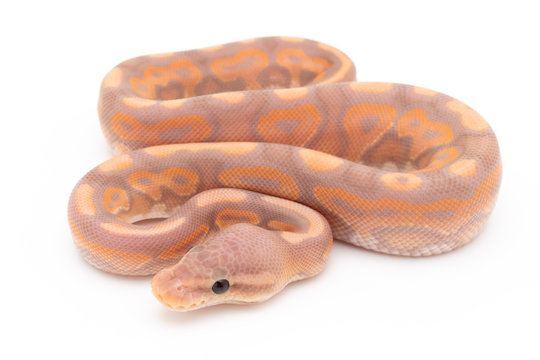 Ball Python Snake Reptile isolated white background