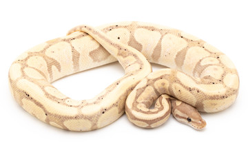 Ball Python Snake Reptile isolated white background