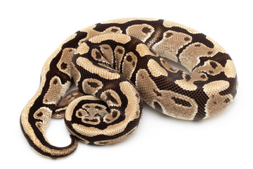Ball Python Snake Reptile isolated white background