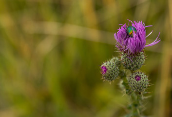 green bug on the flower bud. bokeh and background