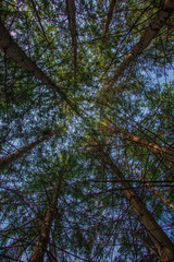 Fototapeta premium Tree view from the bottom side 